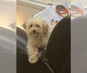 Father of the Maltipoo (Miniature) puppies born on 06/10/2026
