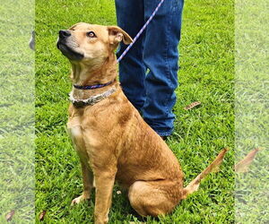 Labrador Retriever-Unknown Mix Dogs for adoption in Talladega, AL, USA