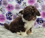 Small Photo #8 Aussiedoodle Miniature  Puppy For Sale in BLAKESBURG, IA, USA