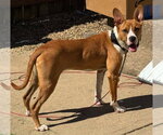 Small Photo #2 Basenji-Unknown Mix Puppy For Sale in Springdale, PA, USA