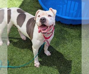 Mutt Dogs for adoption in Las Vegas, NV, USA