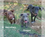 Small #4 American Pit Bull Terrier Mix