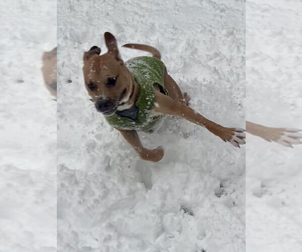 Medium Photo #4 American Staffordshire Terrier-Labrador Retriever Mix Puppy For Sale in Brewster, NY, USA