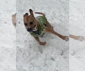 Chance (Cherry Litter) - Male American Staffordshire Terrier-Labrador Retriever Mix Dog for Adoption - Photo #4