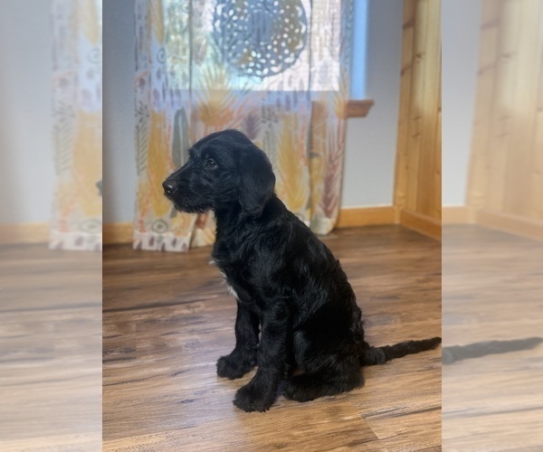 Medium Photo #4 Goldador Doodle Puppy For Sale in ESTES PARK, CO, USA