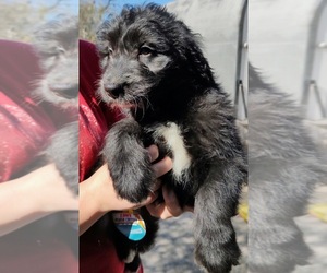 Aussiedoodle Puppy for sale in MARION, TX, USA