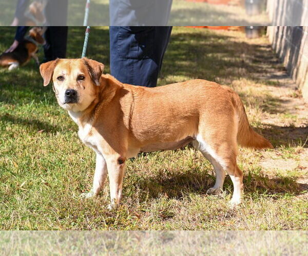Medium Photo #4 Labrador Retriever-Unknown Mix Puppy For Sale in Glen Allen, VA, USA