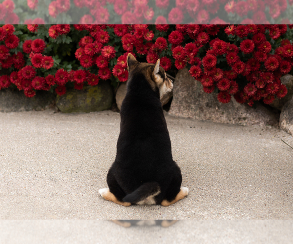 Medium Photo #5 Shiba Inu Puppy For Sale in MILLERSBURG, IN, USA