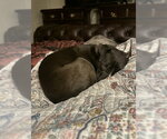 Small #6 Mutt