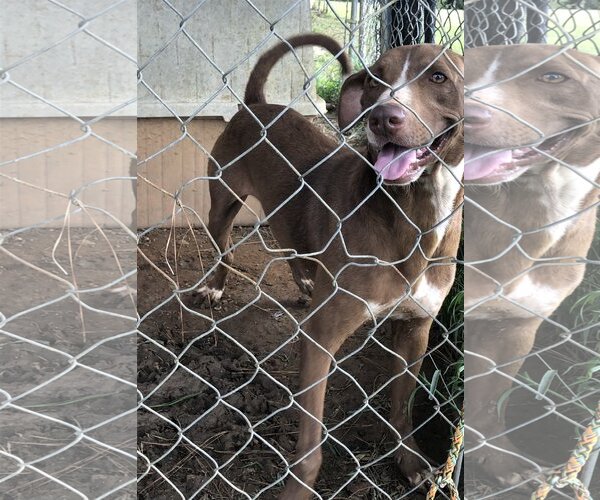 Medium Photo #1 Labrador Retriever-Unknown Mix Puppy For Sale in Slidell, LA, USA