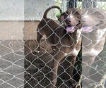 Small Labrador Retriever Mix