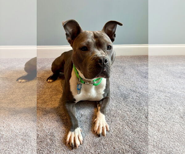Medium Photo #8 American Pit Bull Terrier Puppy For Sale in Alexandria, VA, USA