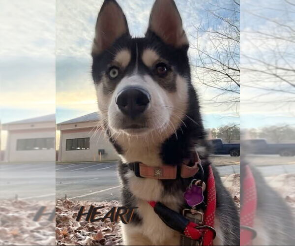 Medium Photo #2 Siberian Husky Puppy For Sale in Severn, MD, USA