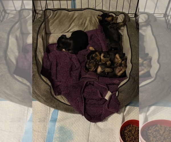 Medium Photo #1 Yorkshire Terrier Puppy For Sale in NORFOLK, VA, USA