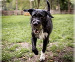 Small Poodle (Standard) Mix