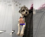 Small Photo #3 Lhasa-Poo Puppy For Sale in Chico, CA, USA