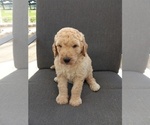 Small Photo #5 Goldendoodle Puppy For Sale in TURIN, NY, USA