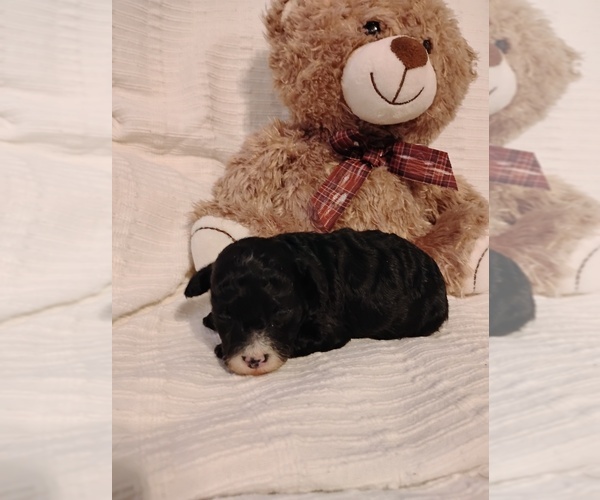 Medium Photo #2 Cock-A-Poo Puppy For Sale in FITZGERALD, GA, USA