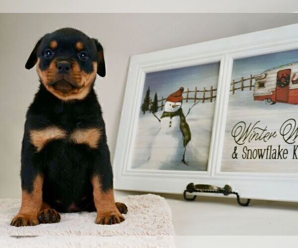 Medium Photo #10 Rottweiler Puppy For Sale in NAPPANEE, IN, USA