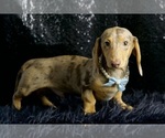 Puppy Sparrow AKC Dachshund