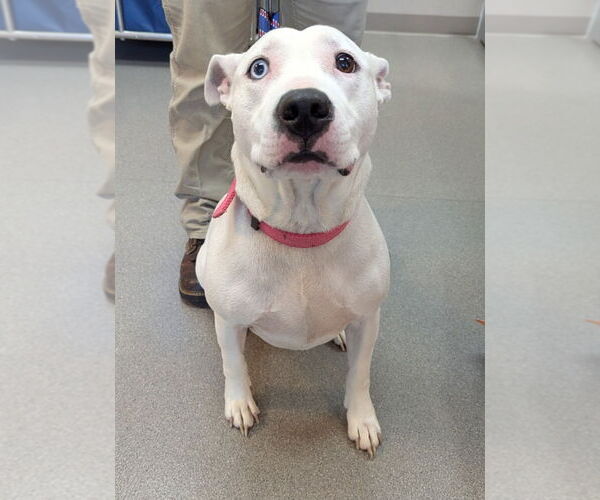 Medium Photo #2 American Pit Bull Terrier-Unknown Mix Puppy For Sale in La Porte, IN, USA