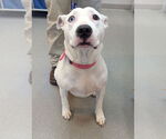 Small #1 American Pit Bull Terrier Mix