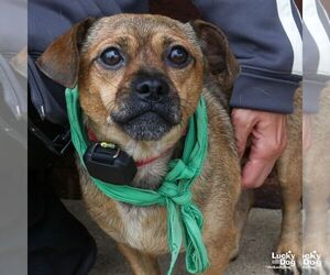 Elmo - Male Chihuahua-Unknown Mix Dog for Adoption - Photo #2