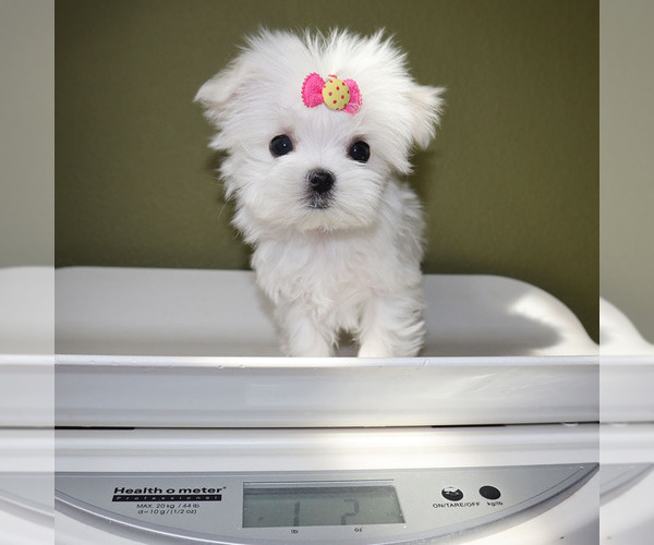 Medium Photo #5 Maltese Puppy For Sale in LOS ANGELES, CA, USA