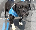 Small #4 Bulldog Mix