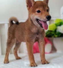 Shiba Inu Puppy for sale in CHICAGO, IL, USA