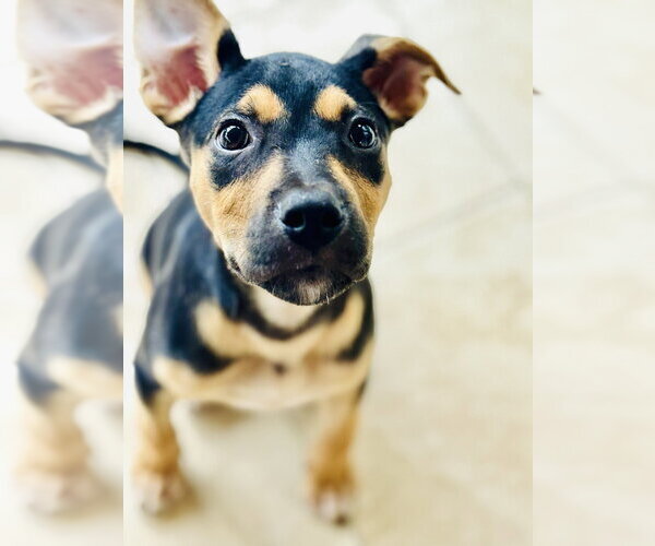 Medium Photo #6 American Staffordshire Terrier-German Shepherd Dog Mix Puppy For Sale in Raleigh, NC, USA