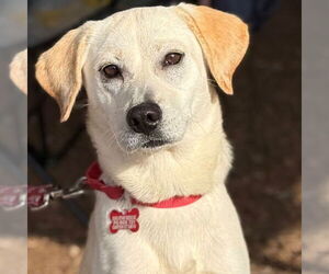 Labrador Retriever-Unknown Mix Dogs for adoption in Canton, CT, USA