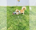 Small Mutt