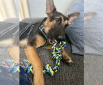 Small #1 German Shepherd Dog Mix