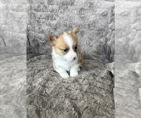 Medium Photo #7 Pembroke Welsh Corgi Puppy For Sale in BAYTOWN, TX, USA