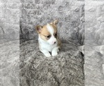 Small Photo #25 Pembroke Welsh Corgi Puppy For Sale in BAYTOWN, TX, USA
