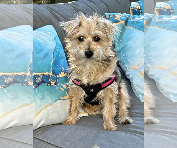 Medium Photo #6 Mutt Puppy For Sale in Corona, CA, USA