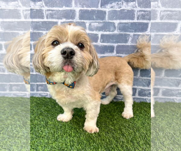 Medium Photo #1 Lha-Cocker Puppy For Sale in Corona, CA, USA