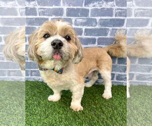 Lha-Cocker Dogs for adoption in Corona, CA, USA