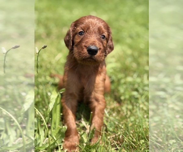 Medium Photo #6 Irish Setter Puppy For Sale in ONEONTA, NY, USA