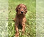Small #5 Irish Setter