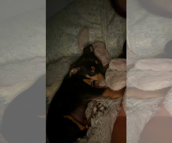 Medium Photo #4 Lab-Rat Terrier Puppy For Sale in Mobile, AL, USA