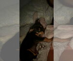 Small #3 Lab-Rat Terrier