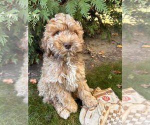 Cockapoo Puppy for sale in MIDDLEBURY, IN, USA