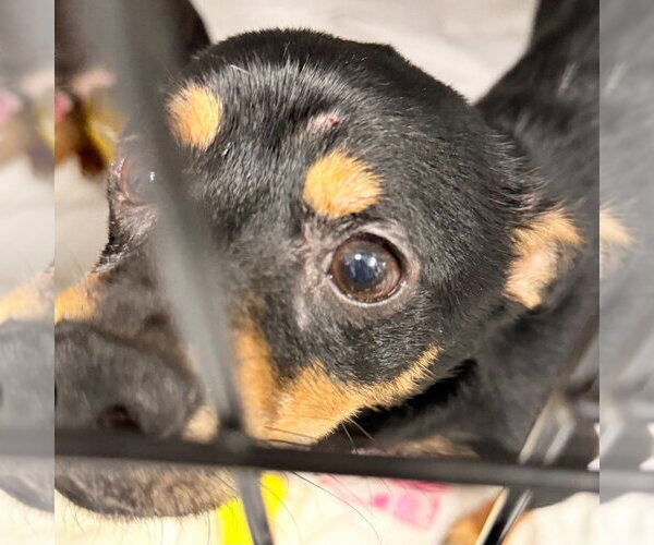 Medium Photo #2 Chipin Puppy For Sale in Lawrenceville, NJ, USA
