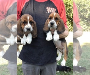 Basset Hound Puppy for sale in LIZELLA, GA, USA