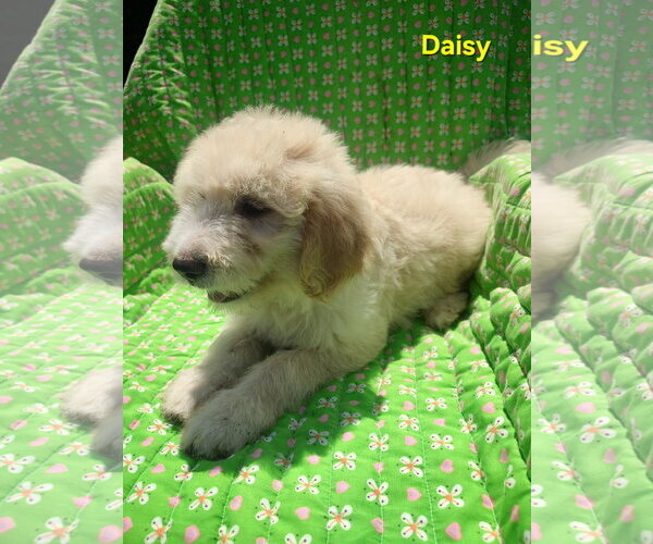 Medium Photo #5 Pyredoodle Puppy For Sale in Croydon, NH, USA