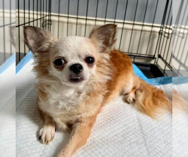 Medium Photo #1 Chihuahua Puppy For Sale in Spring Lake, NC, USA