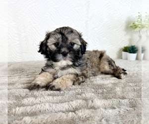 ShihPoo Puppy for sale in GREENFIELD, IN, USA