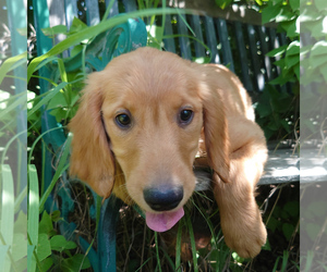 Golden Retriever Puppy for sale in PEYTON, CO, USA